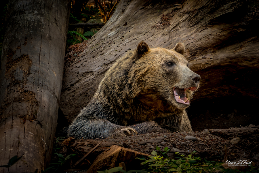 Huckleberry Bear at Northwest Trek
